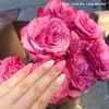 image:imageHeyhae Semi Cured Gel Nail Strips  Hey Love Me Love Me Not
